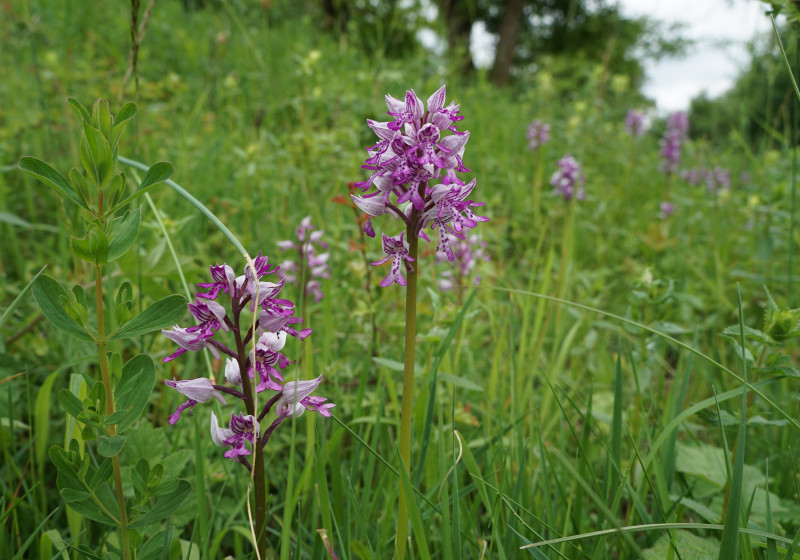 orchidee