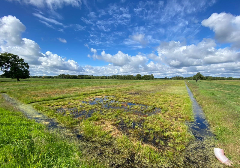 Sphagnum paludiculture