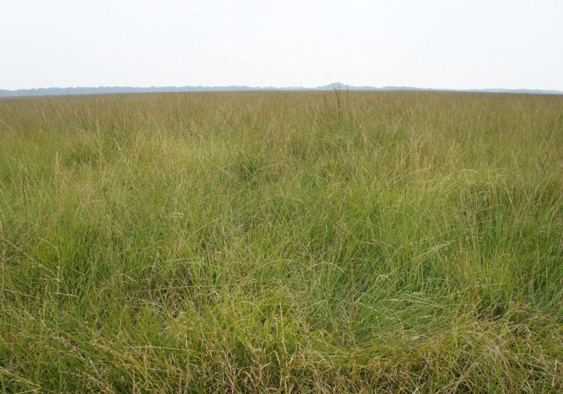 vergraste heide