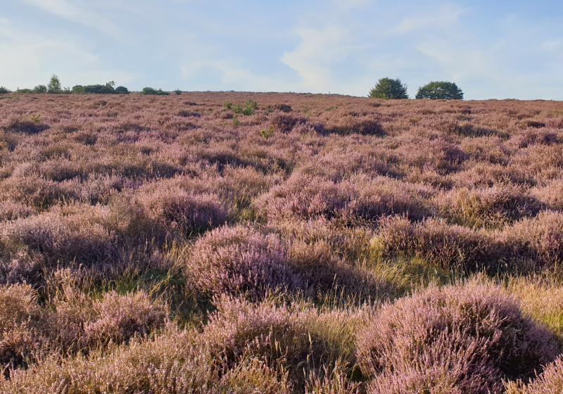 Heide 2