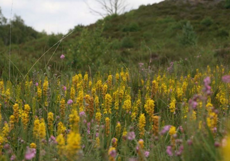 Hellingveentje