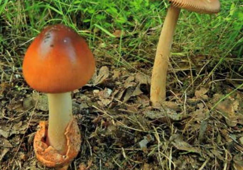 paddenstoelen