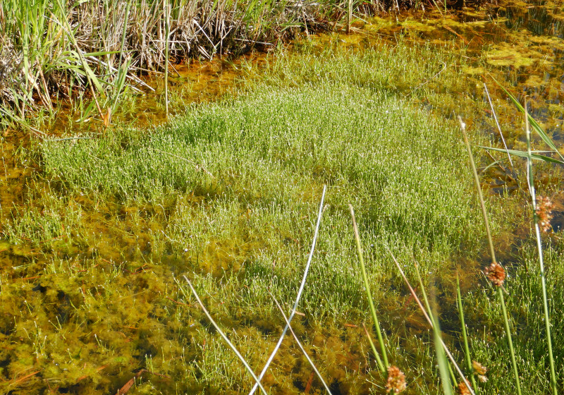 Groene waterparel