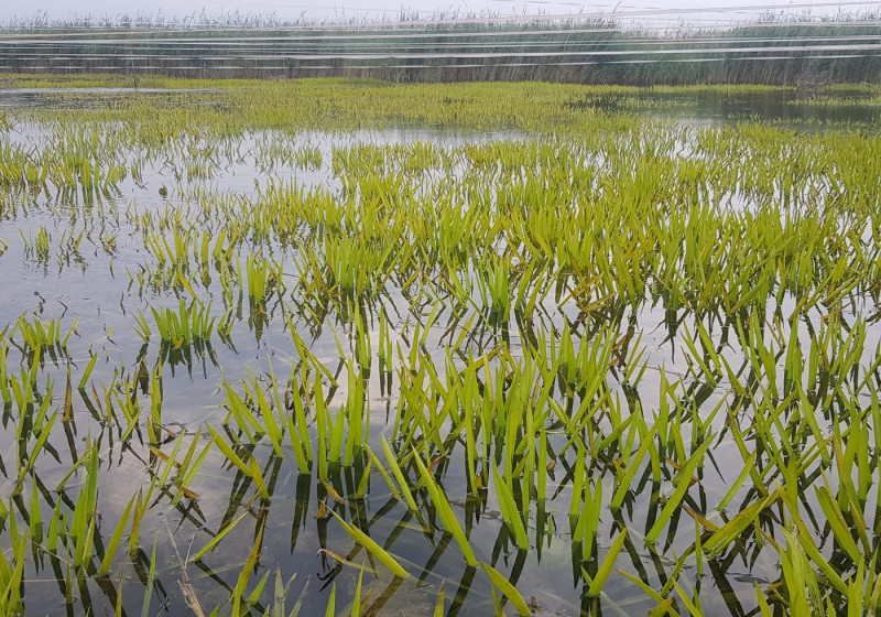 Krabbescheer Volgermeerpolder