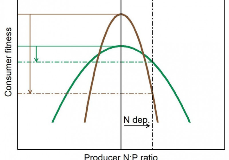 N:P ratio