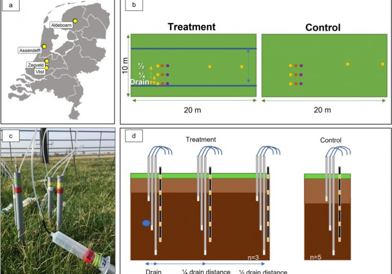 Rewetting drained peatlands