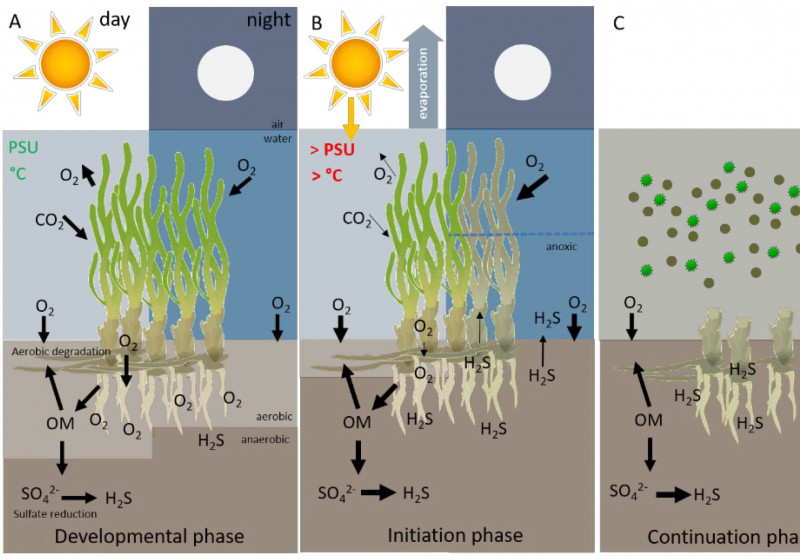 Seagrass