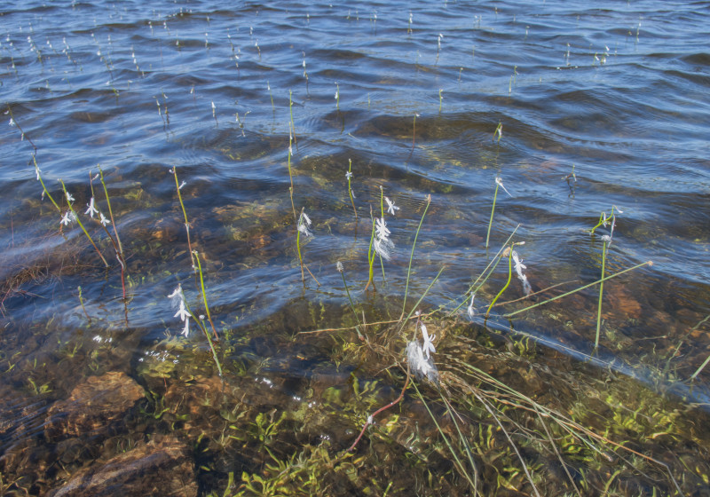 Waterlobelia Ierland