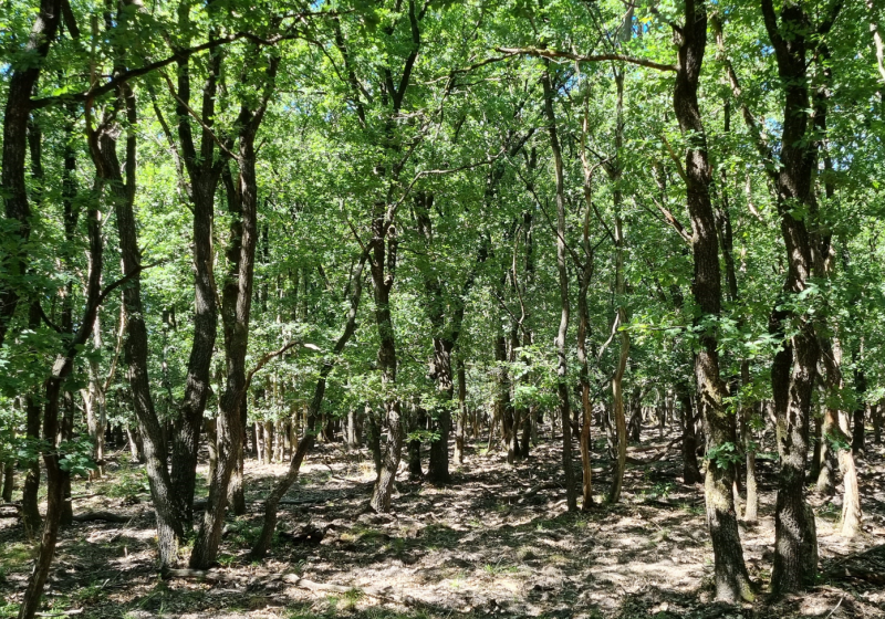 Oud eikenbos