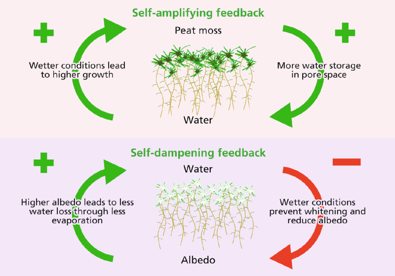 Peat moss feedbacks
