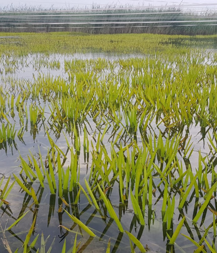 Krabbescheer Volgermeerpolder