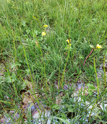 Bergen referentie dotterbloemhooiland