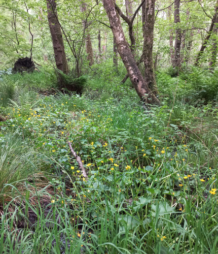 Streefbeeld Lommerbroek