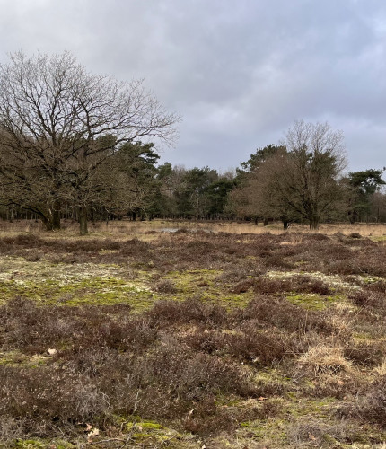 Scharrebroek referentie