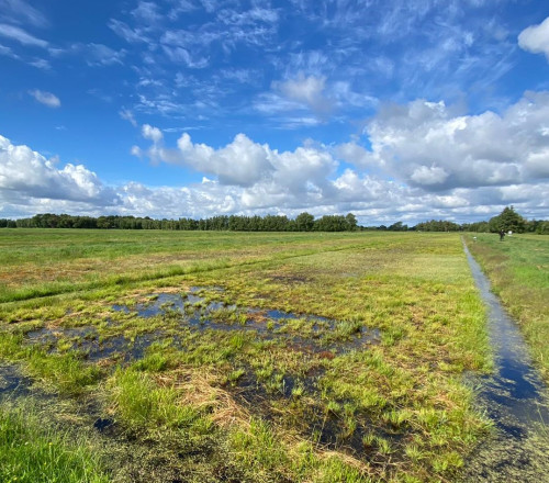 Sphagnum paludiculture