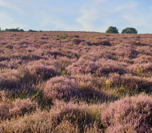 Heide 2