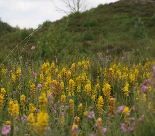 Hellingveentje