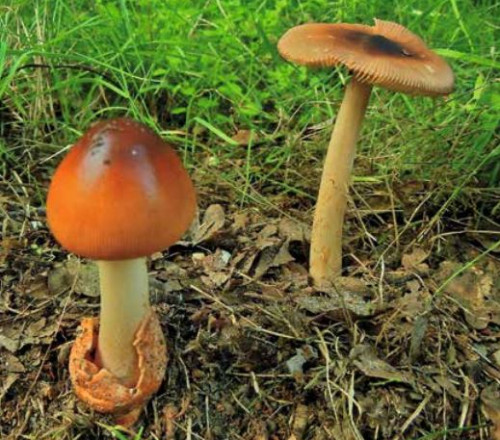 paddenstoelen