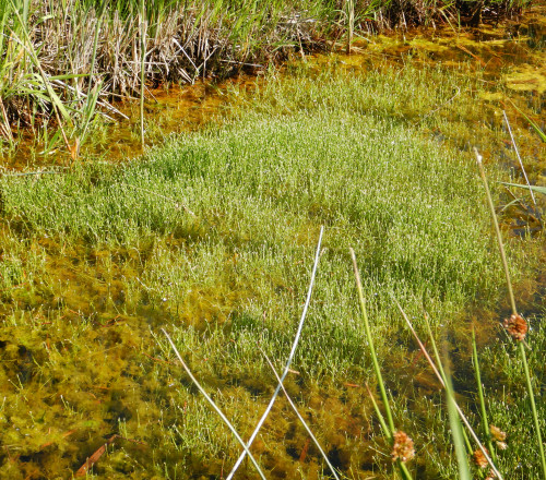 Groene waterparel