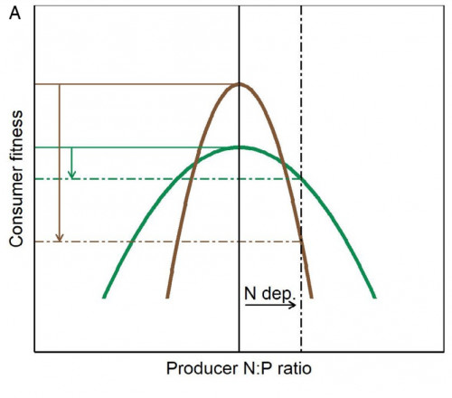 N:P ratio
