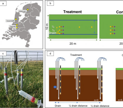 Rewetting drained peatlands