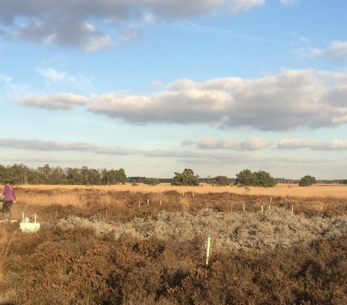 Steenmeel heide