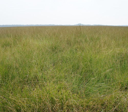 Molinia NPHV