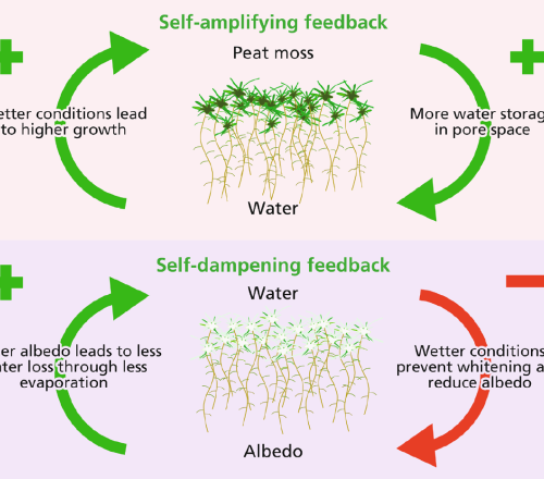 Peat moss feedbacks