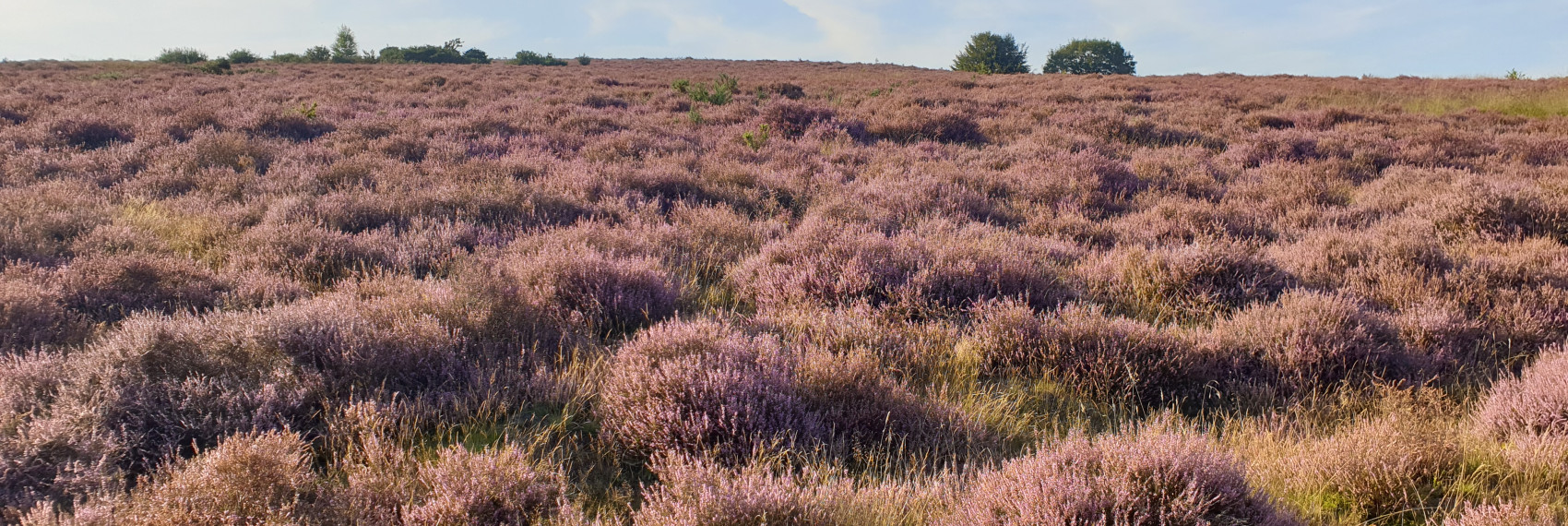 Heide 2