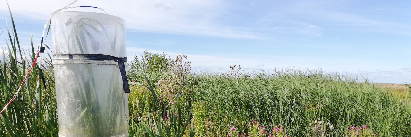 Markerwadden