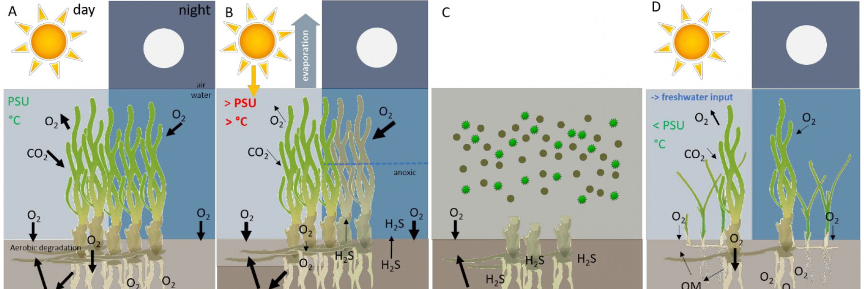 Seagrass
