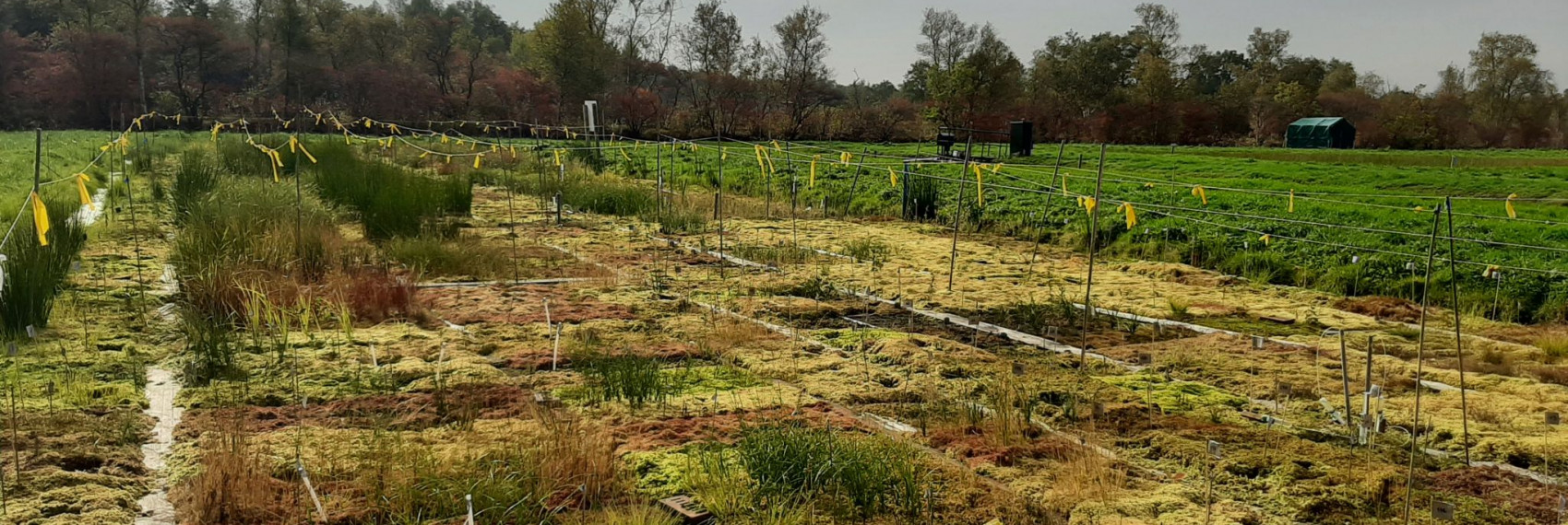 Sphagnum paludiculture