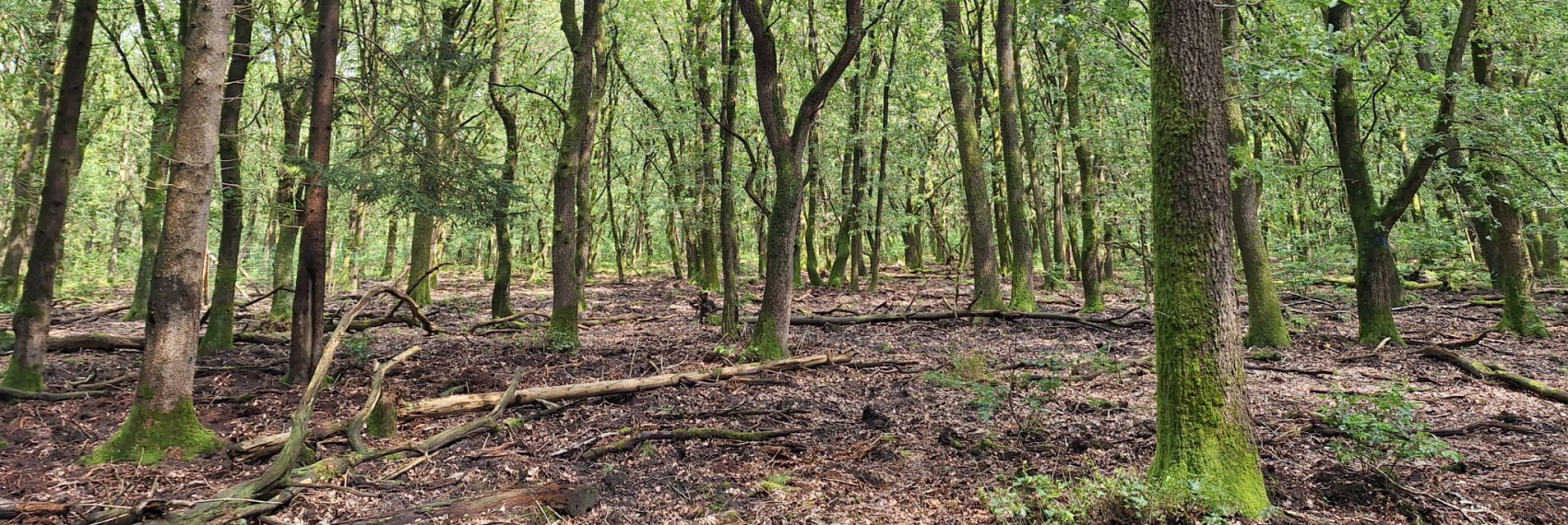 Oud eikenbos