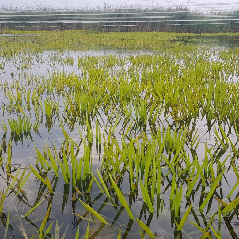 Krabbescheer Volgermeerpolder