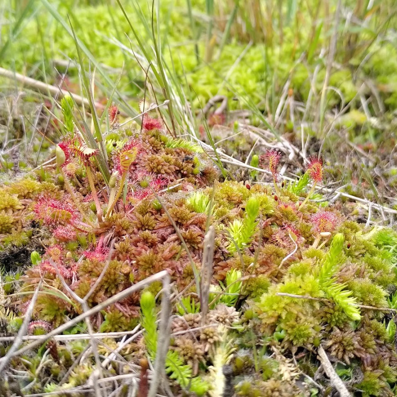 Wolfsklauw
