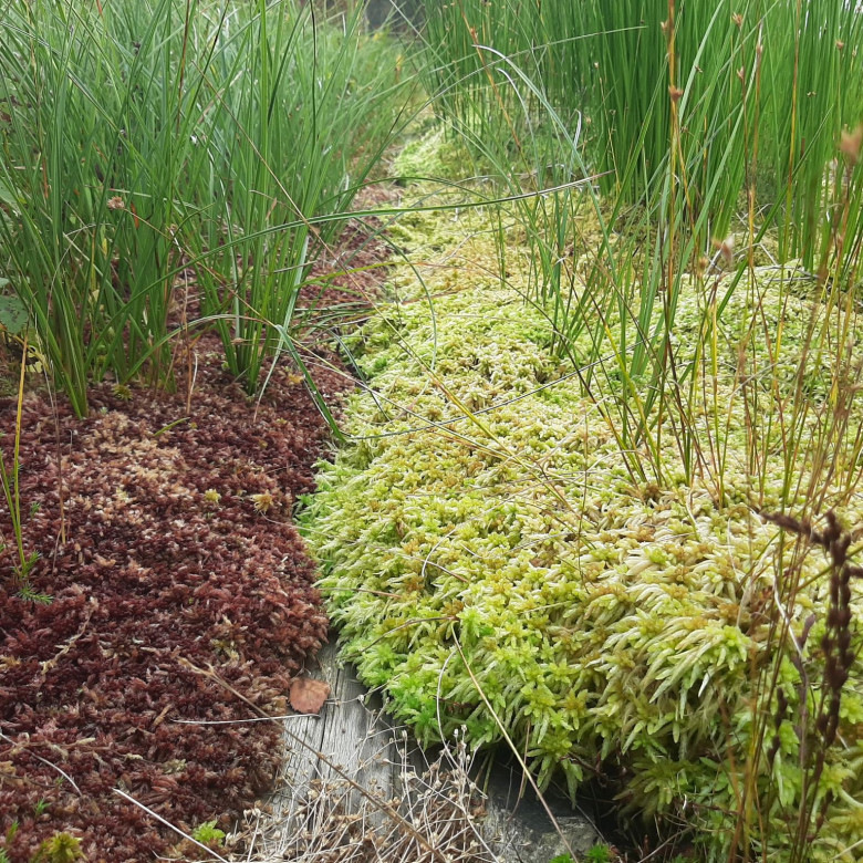 Sphagnum paludiculture