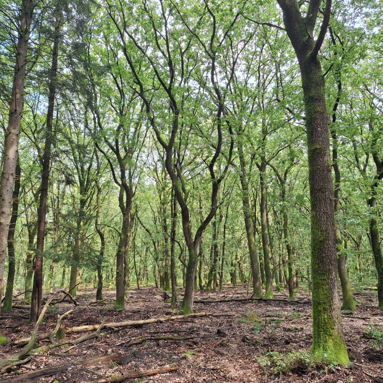 Oud eikenbos